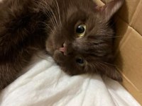 SAHİPLENDİRME ÜCRETSİZ KEDİMİZ