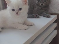 SHOW KALITE SCOTTİSH BRİTİSH DİŞİ- ERKEK YAVRULARIM