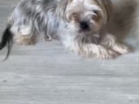 Minik ırk dost köpeği arayanlara