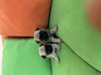Anne altından safkan pug (mops) yavrular