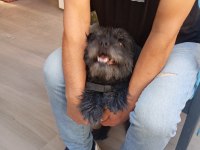 KÖPEĞİMİZİ EŞLEŞTİRMEK İSTİYORUZ