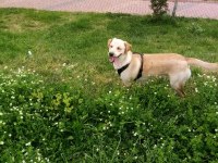 Labrador köpeğimiz