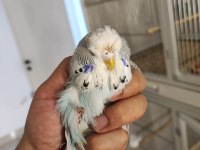 Show Jumbo Muhabbet Kuşları