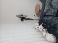 Pamuk şekerlerim yeni yuvasını arıyor scottish fold