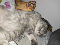 Scottish fold kedimiz 1,5 yaşında