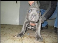 Gerçek cane corso köpekler için Ulaşın