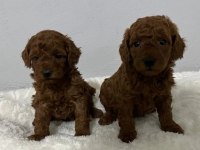 Toy poodle bebekler