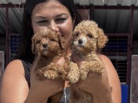 Ufacık maltipoo yavrularım