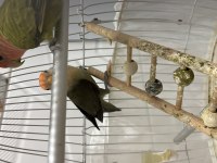 Sevda papağanı çift mutasyon