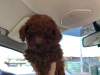 Mükemmel Güzellikteki Toy Poodle Miniklerimiz