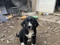 40 günlük labrador yavruları