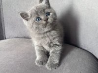 British Shorthair ve Blue Point