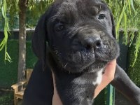 2 ERKEK CANE CORSO SİYAH VE BLUE