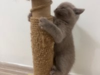 british shorthair minnoşlar yavru kediler 55 günlük