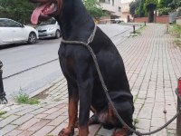 Safkan doberman