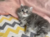 British Longhair Erkek Güzellerim