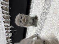Erkek 25 günlük scottish fold kedimiz
