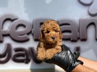 Toy Poodle Yavru Köpekler