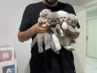 Scottish fold kediler