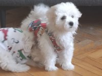 Maltese Terrier İki Aylıklar
