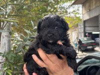 Black Küçük Boy Toy Poodle Yavrular