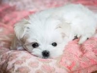 Maltese Terrier Xs Büyümeyen Minik Bebekler
