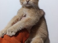 Scottish fold golden yavrular