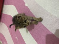 1 buçuk aylık erkek kedimiz