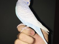 Hazır yumurtalı takım erkek ele alışkın muhabbet kuşu
