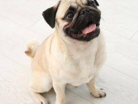 Oğlumuza çiftleşecek pug dog dişi arıyoruz