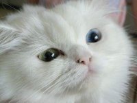 1 Yaşında British Longhair