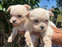 Kar beyaz Maltese Terrier bebekler