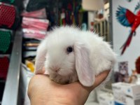 Misminnak Lop Tavşanlarımız