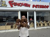 shoooowwww kalite toy poodle yavrular ankara mağazamızda