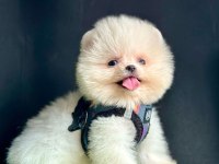 Safkan Pomeranian Boo Bebekler