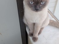 2 yaşında british shorthair blue point kısır