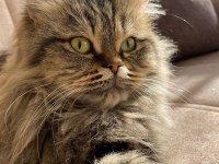 KEDİMİZ MİA YI ÜCRETSİZ SAHİPLENDİRİYORUZ