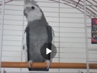 Erkek White Face Sultan Papağanı