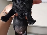 Pug mops yavrular ırk sağlık garantili
