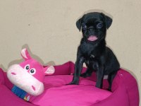 GÜL KUYRUK BASIK SURAT ORJİNAL PUG MOPS