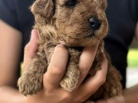 Maltipoo Çok Tatlı