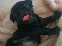 Pink Taşıyıcı Sss Kalite Dişi Erkek Mevcut Pug