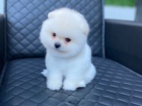 ukranya girişli pomeranian boo yavrum