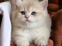 SAFKAN WCF DERNEĞİNE KAYITLI YAVRU KEDİLER