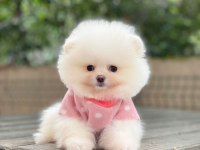 A Kalite Pomeranian Boo Yavrular