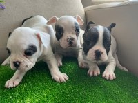Fransız Bulldog Yavrularım