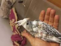 Yeni yeme düşen sultan papağanı yavrular
