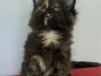 Maine Coon Dişi Tortie Üst Kaliteli