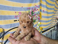 Mini Patişler Toy Poodle