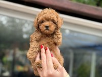 KORE RED TOY POODLE